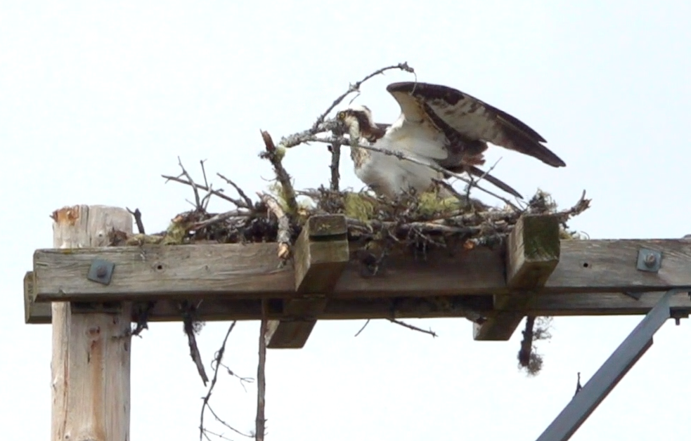 Osprey - ML344349441