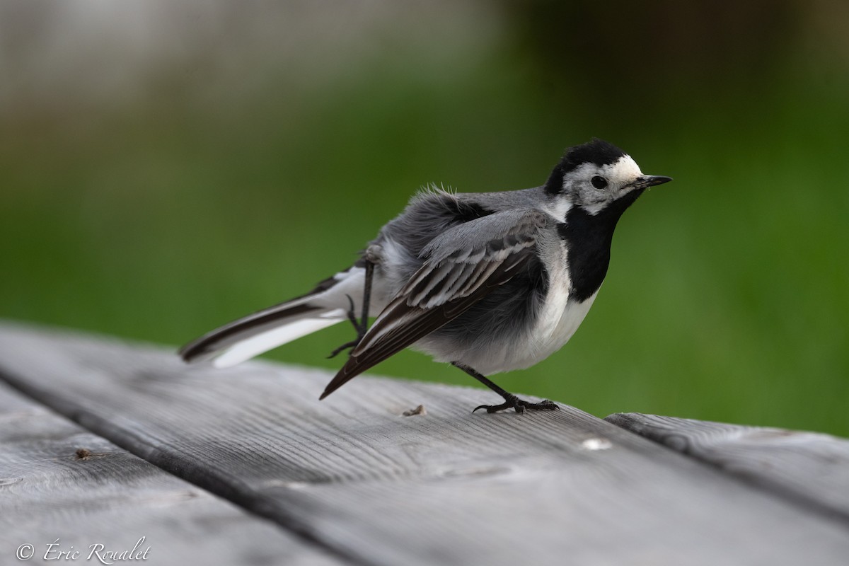 White Wagtail - ML344350971