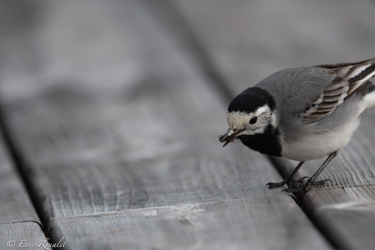 White Wagtail - ML344350981