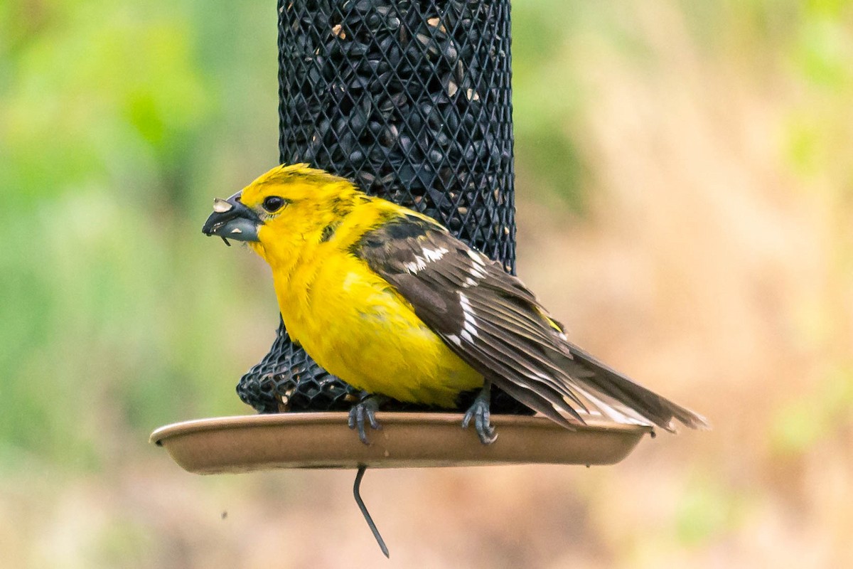 Yellow Grosbeak - ML344351401