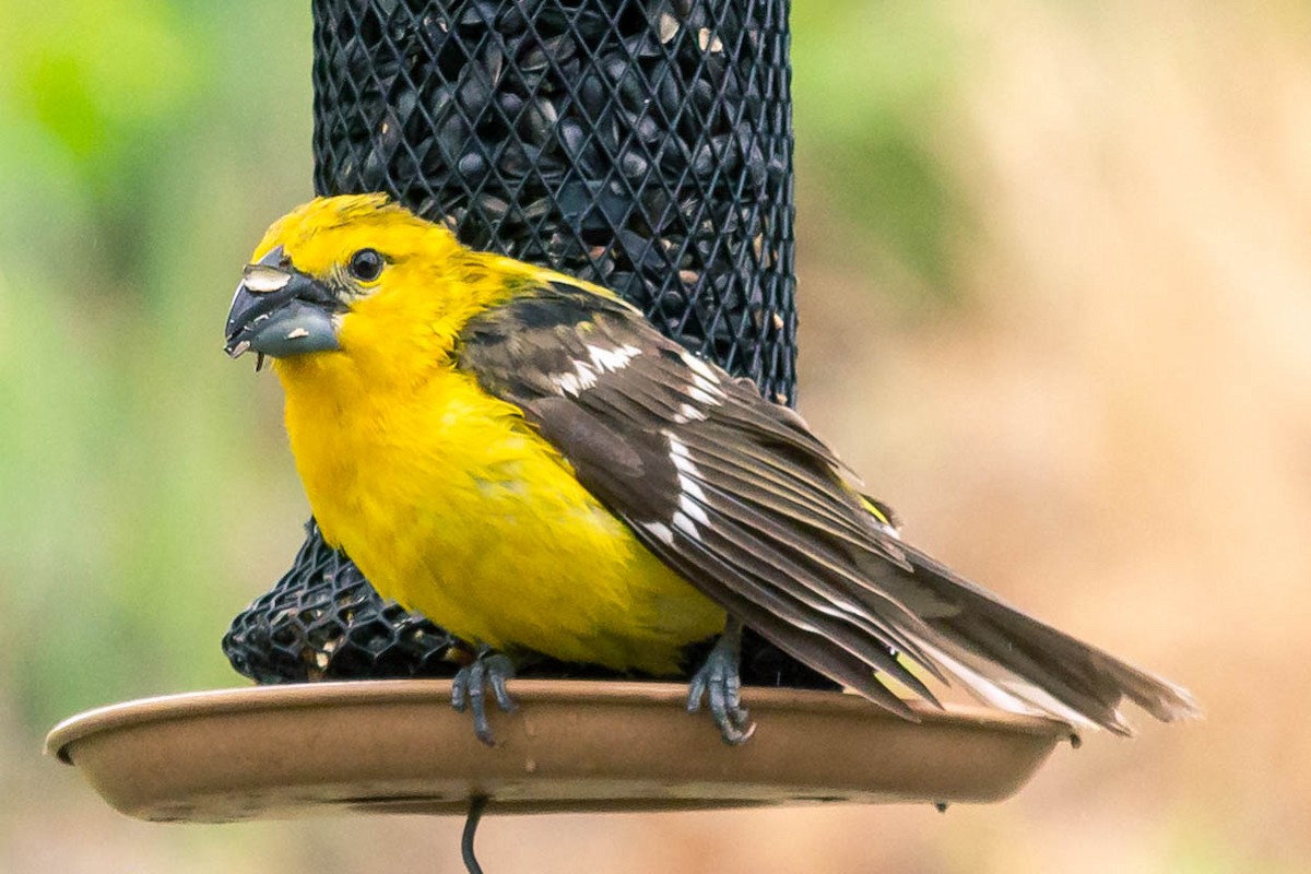 Yellow Grosbeak - ML344351661