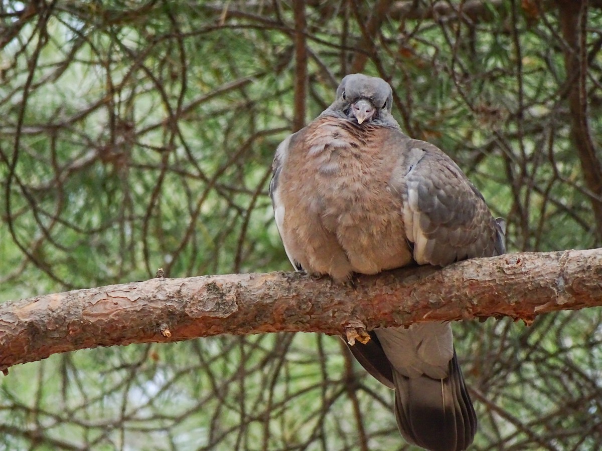 Common Wood-Pigeon - ML344351731