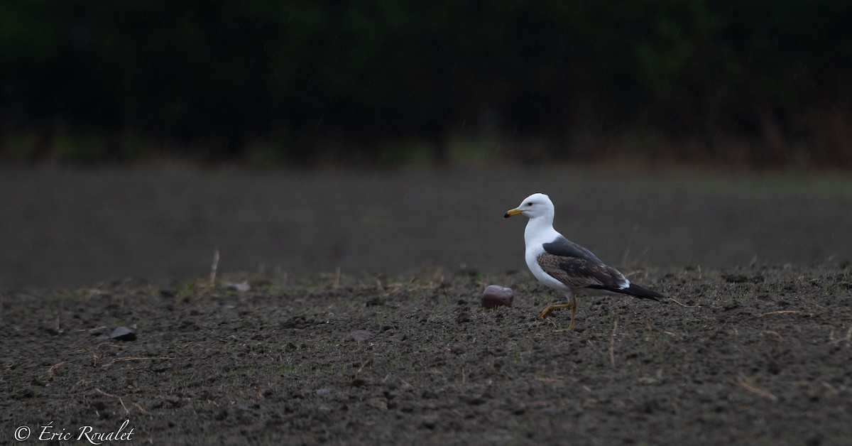 Lesser Black-backed Gull (intermedius) - ML344351791