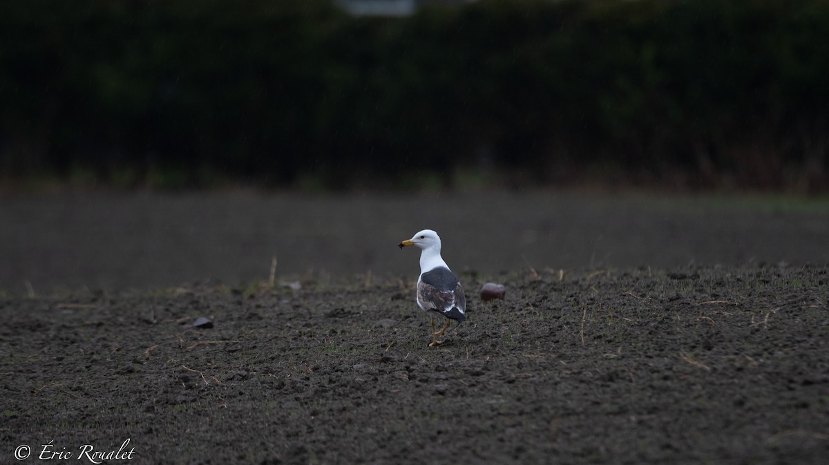 Lesser Black-backed Gull (intermedius) - ML344351811