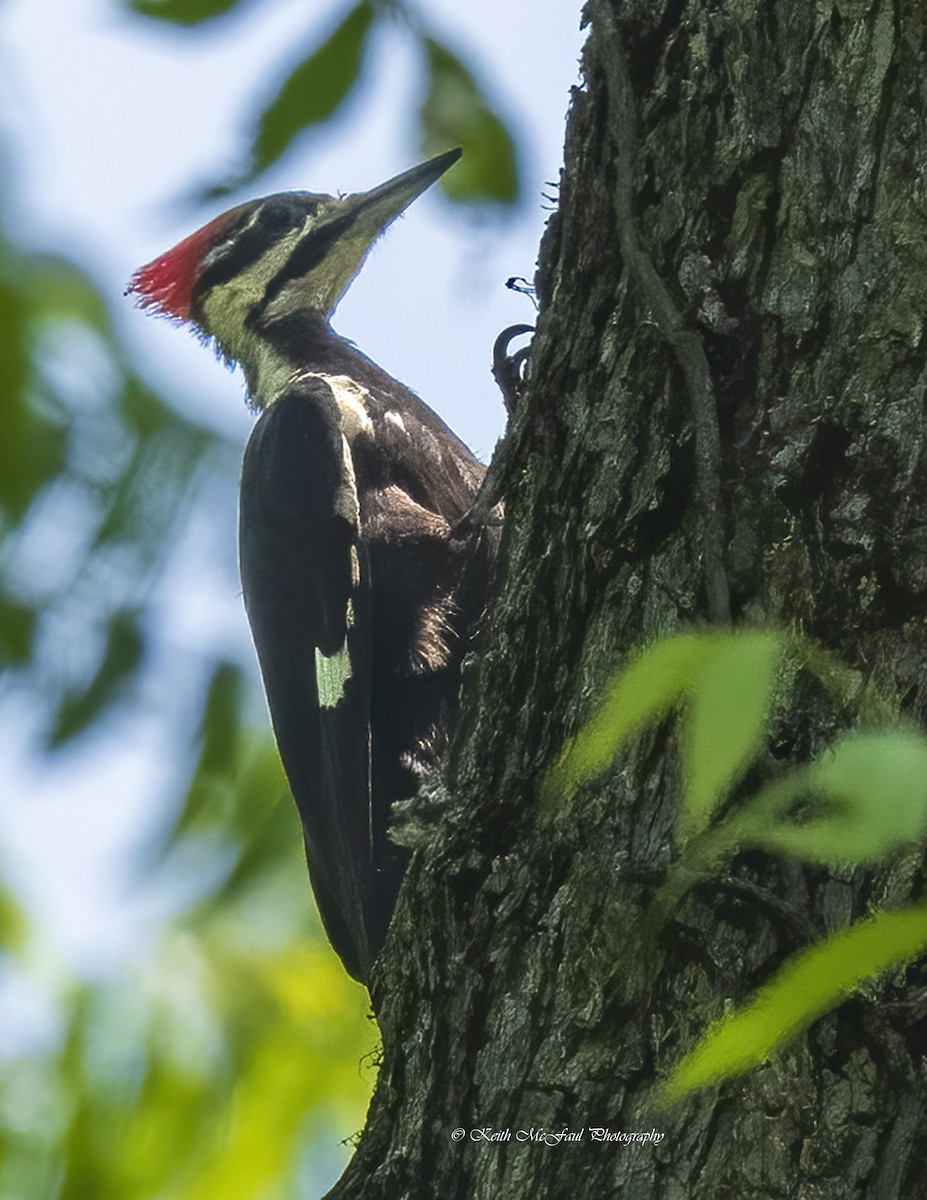 Pileated Woodpecker - Keith McFaul