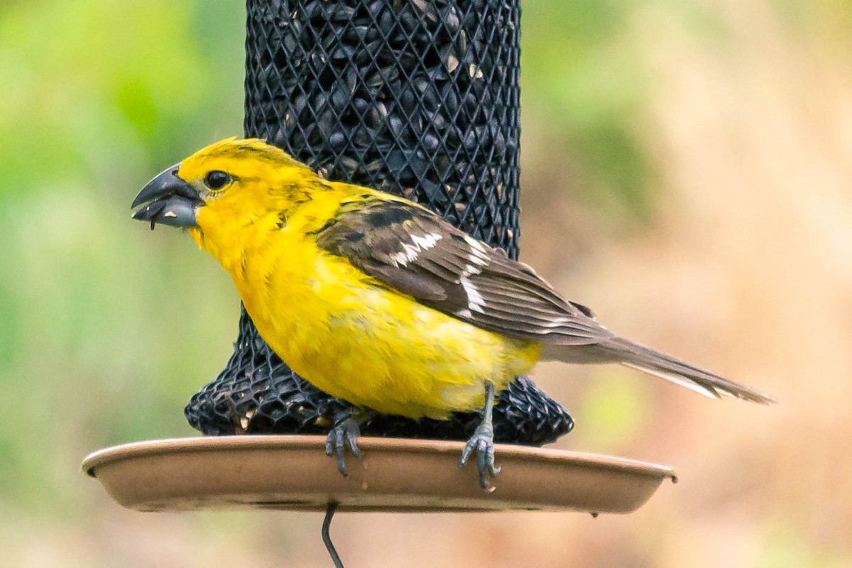 Yellow Grosbeak - ML344352101