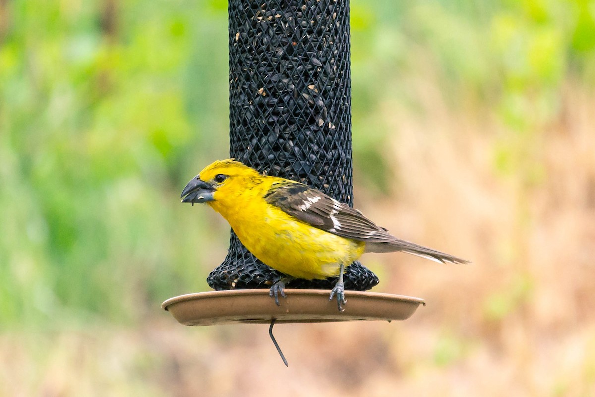 Yellow Grosbeak - ML344352571