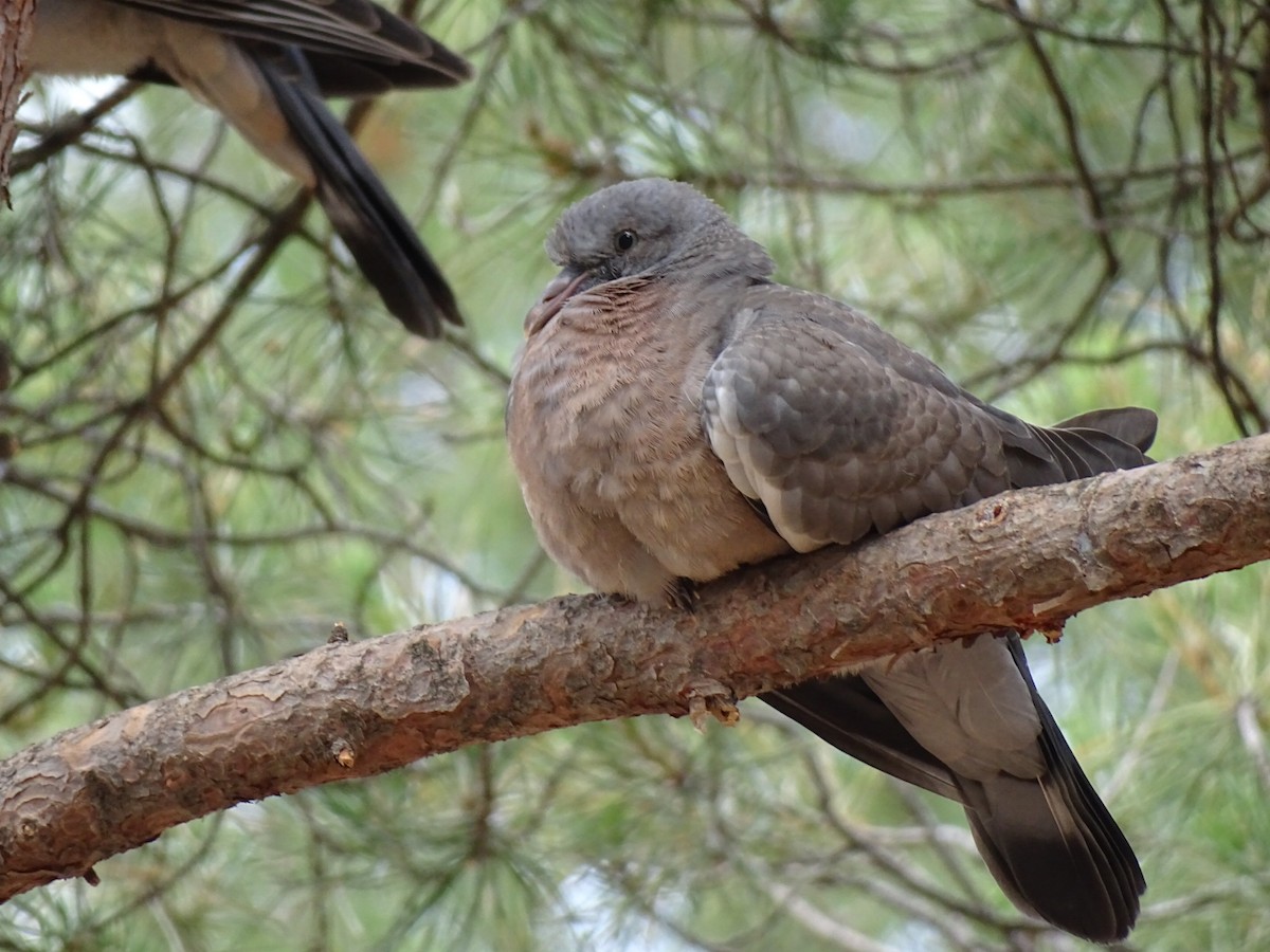 Common Wood-Pigeon - ML344353251