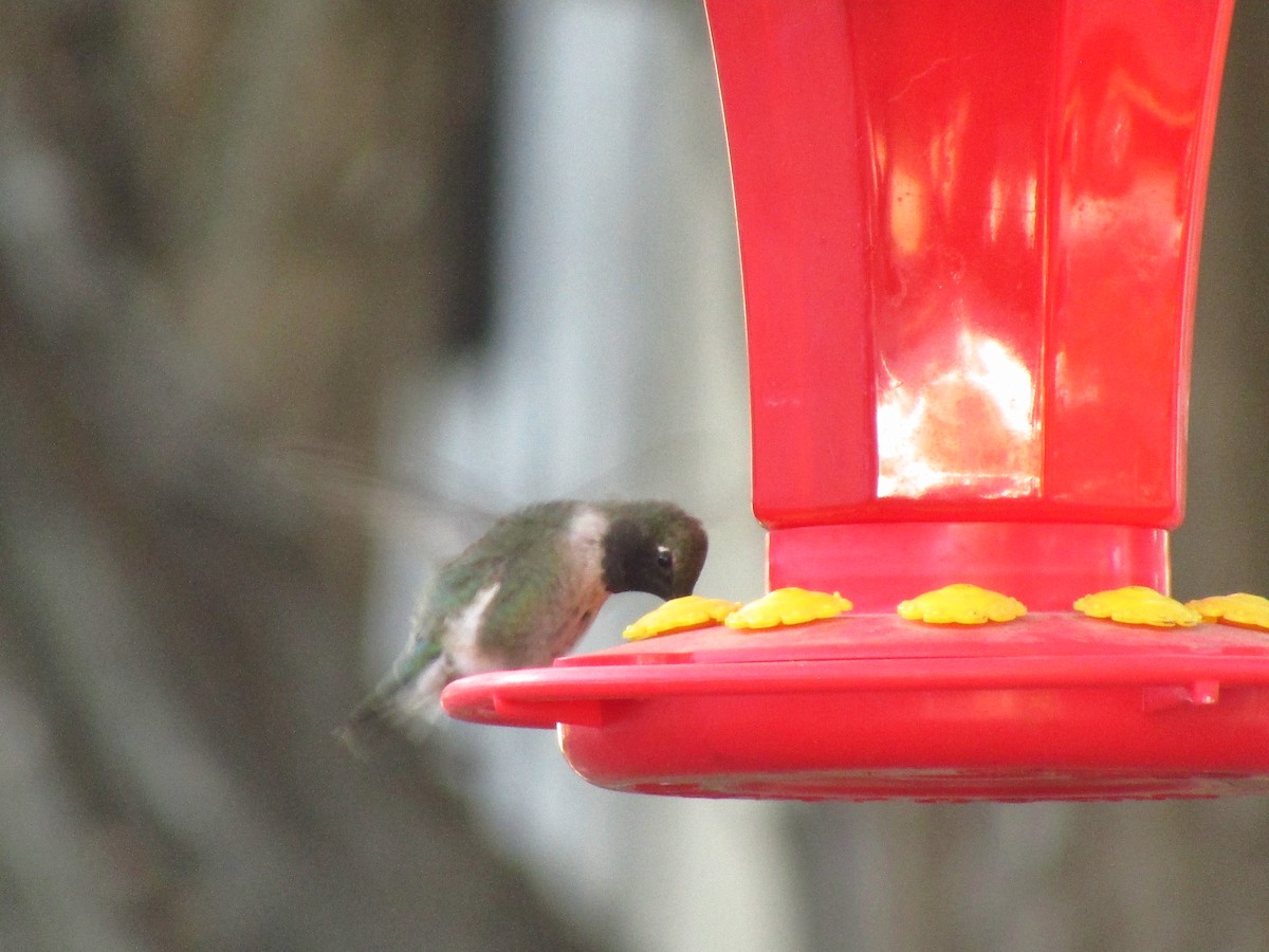 Black-chinned Hummingbird - ML344355691