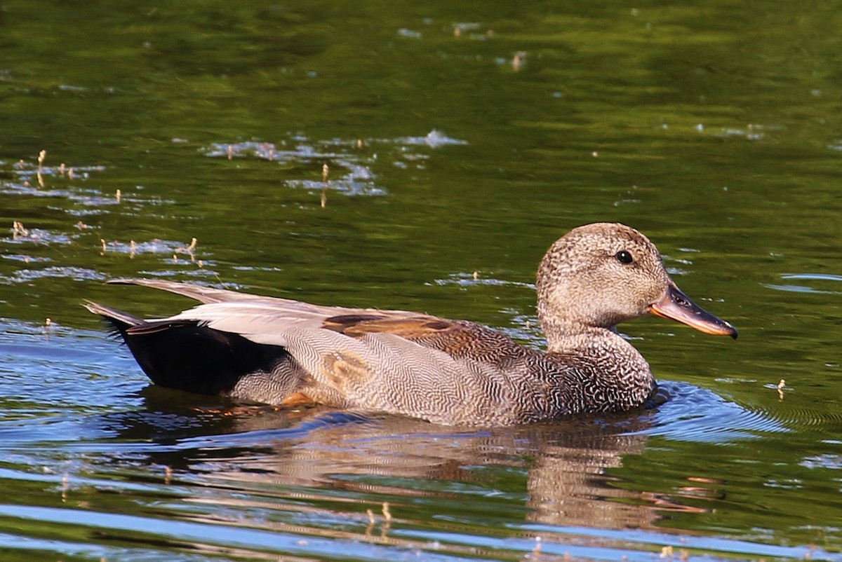 Gadwall - John F. Gatchet