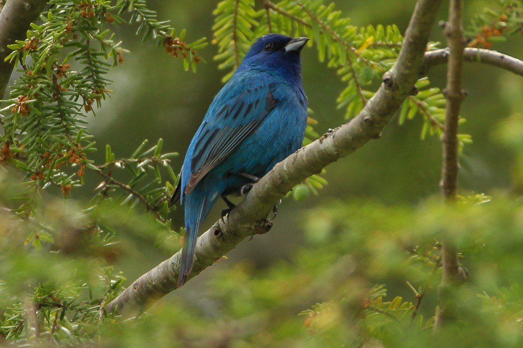 Passerin indigo - ML344356481