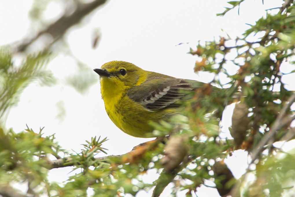 Pine Warbler - ML344356541