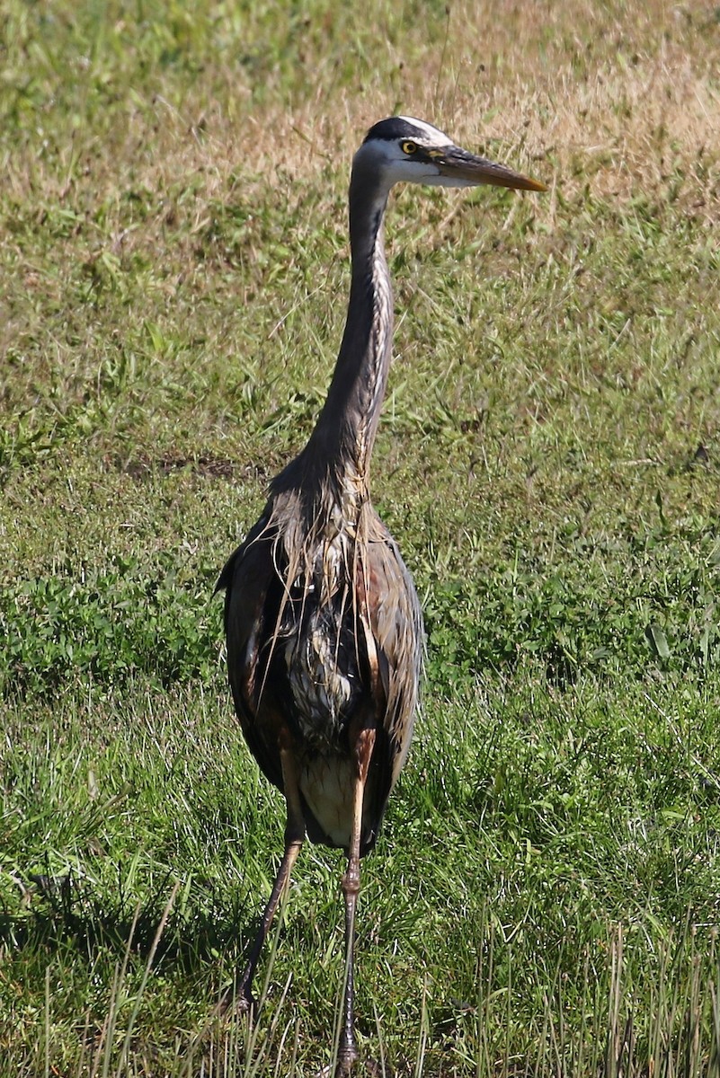 Great Blue Heron - ML344356551