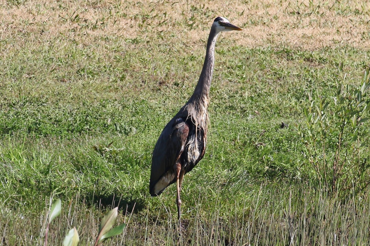 Great Blue Heron - ML344356571