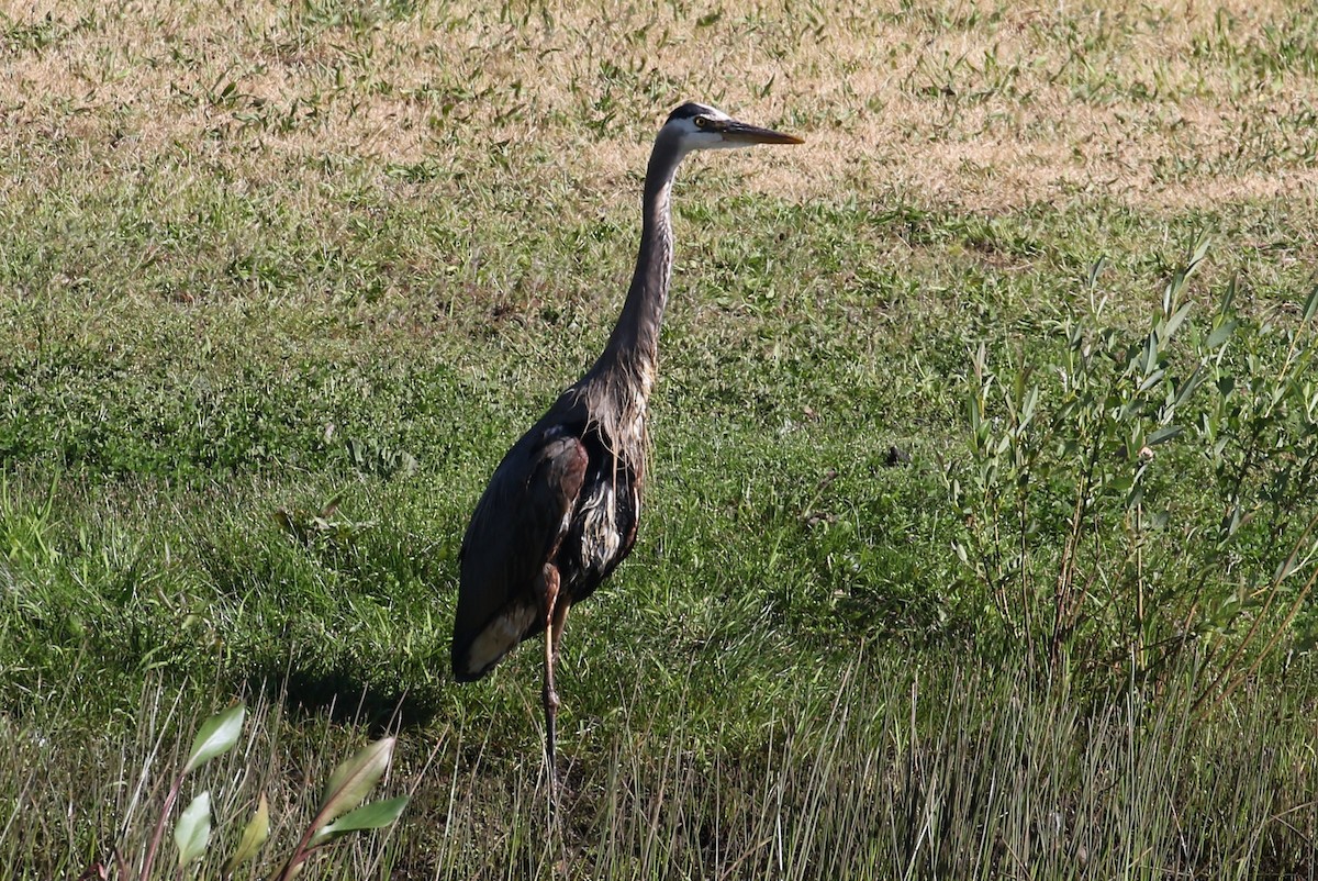 Great Blue Heron - ML344356601