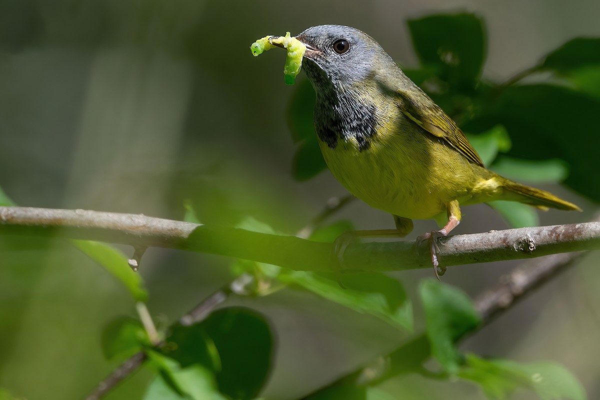 Mourning Warbler - Lev Frid