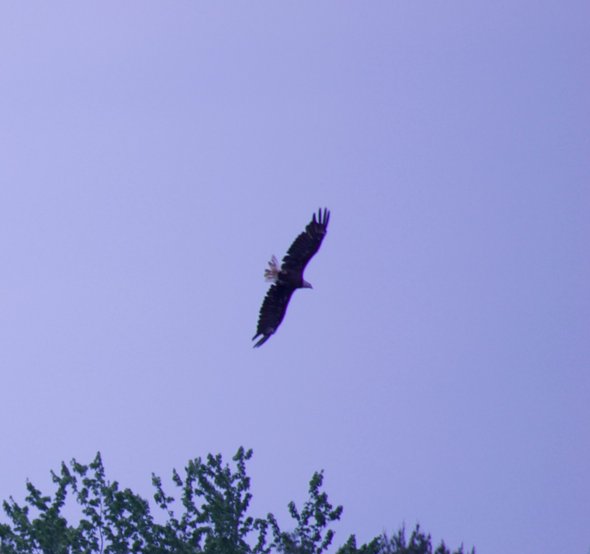 Bald Eagle - ML344357021