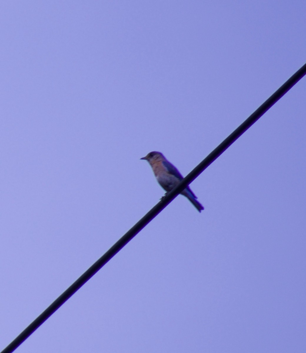 Eastern Bluebird - ML344357091