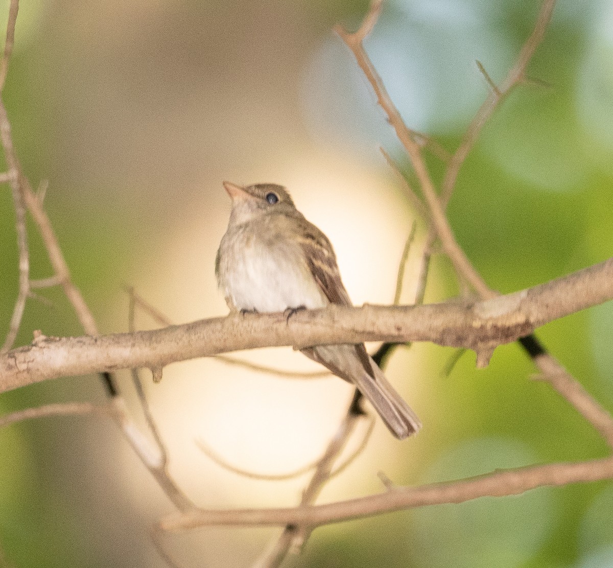 Acadian Flycatcher - ML344357161