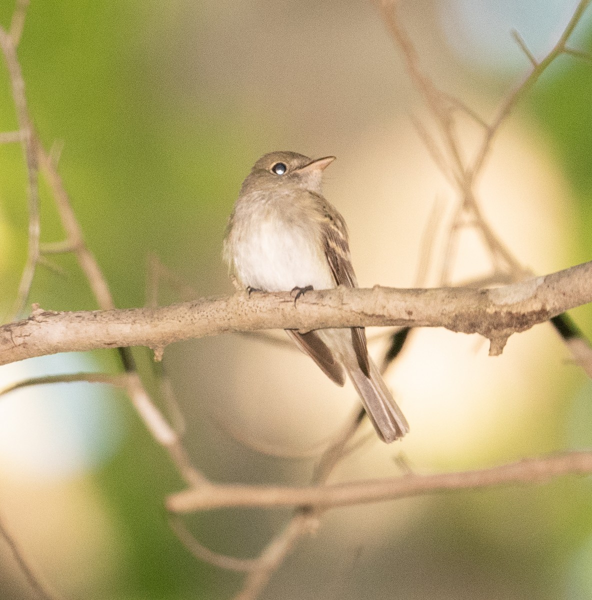 Acadian Flycatcher - ML344357211