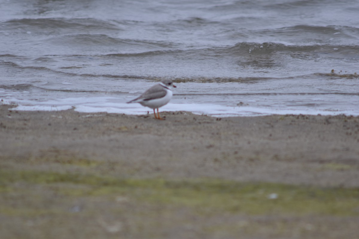 Piping Plover - Dwain "Fritz" Prellwitz