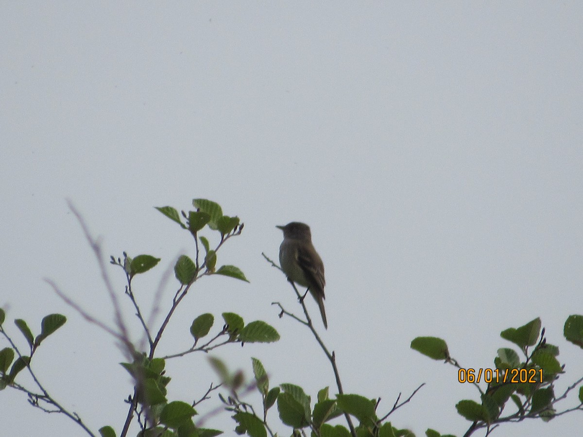 Alder Flycatcher - Stan Wakefield