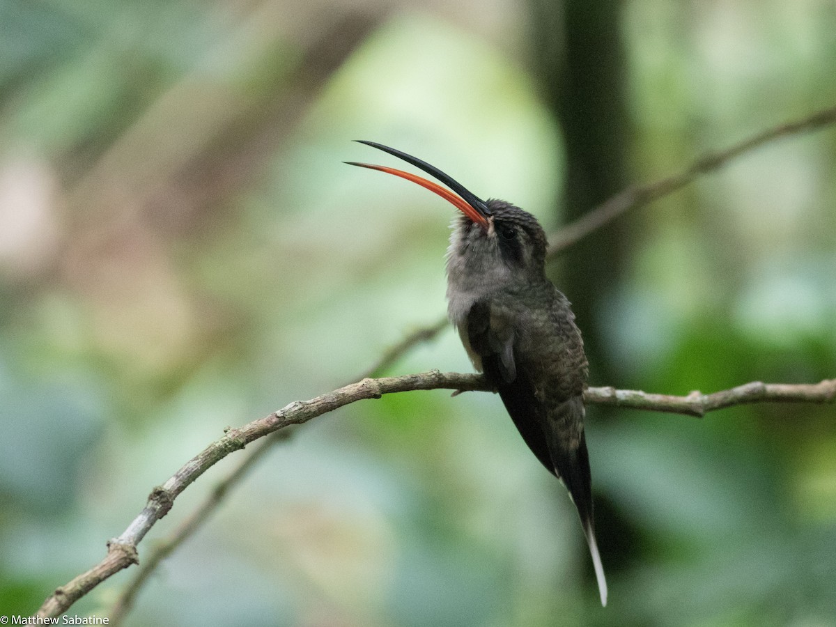 Weißbart-Schattenkolibri - ML34435981