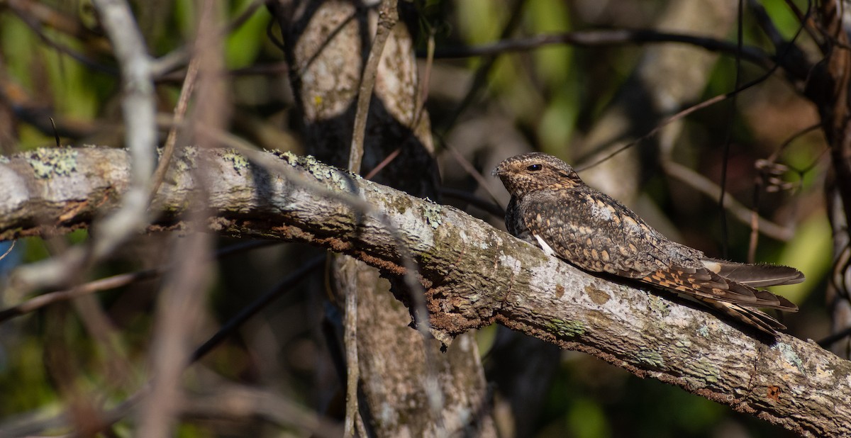 Lesser Nighthawk - ML344360021