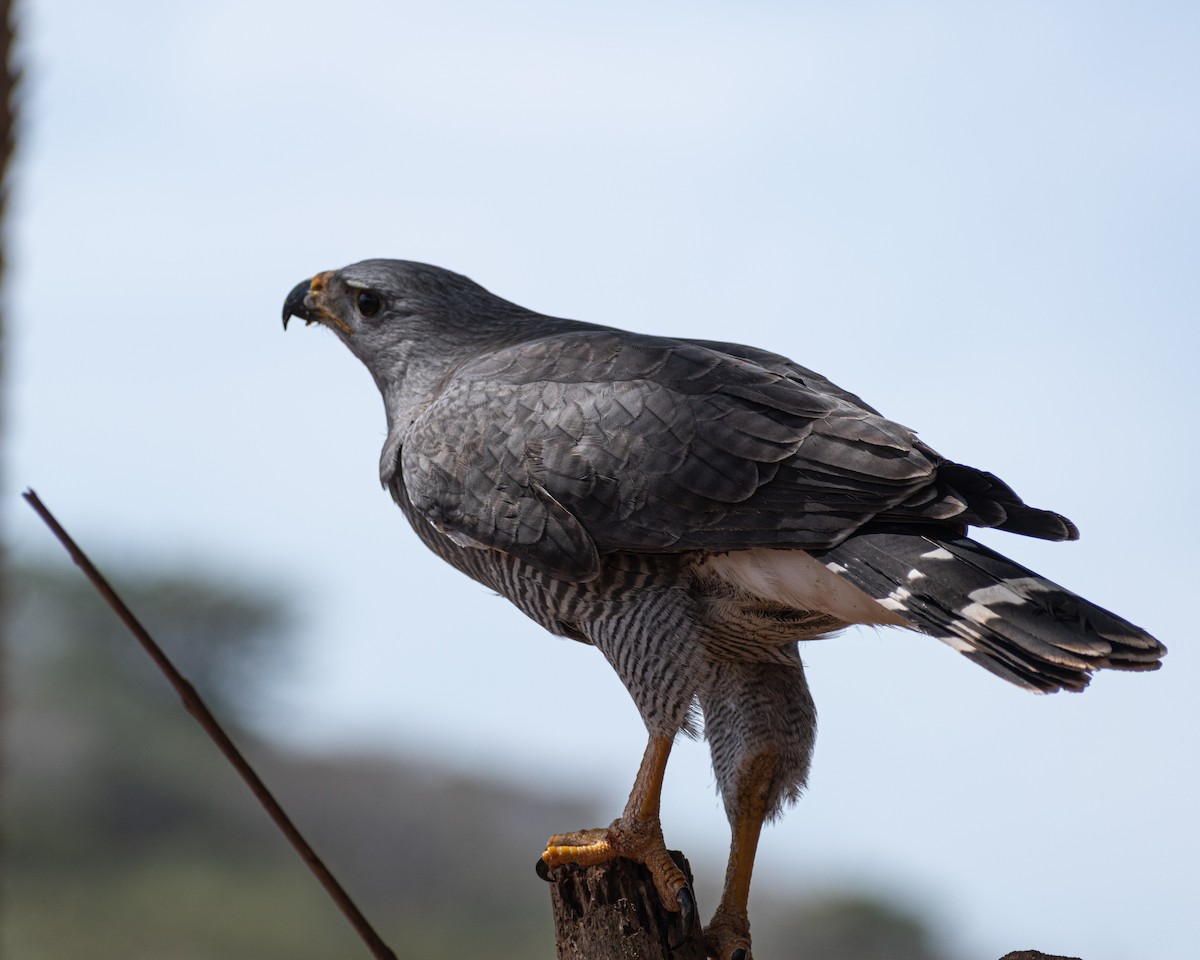 Gray Hawk - Miguel Ávila Álvarez