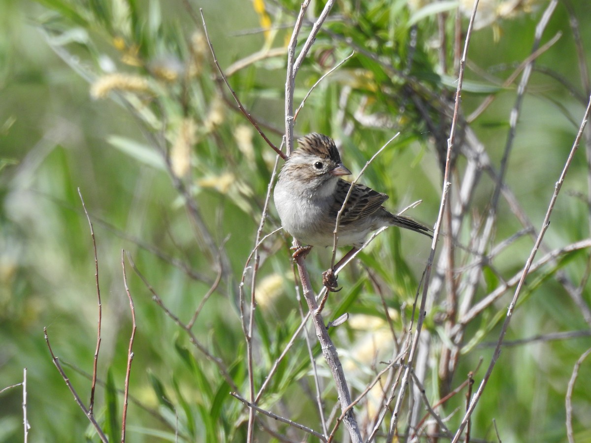 Brewer's Sparrow - ML344361111