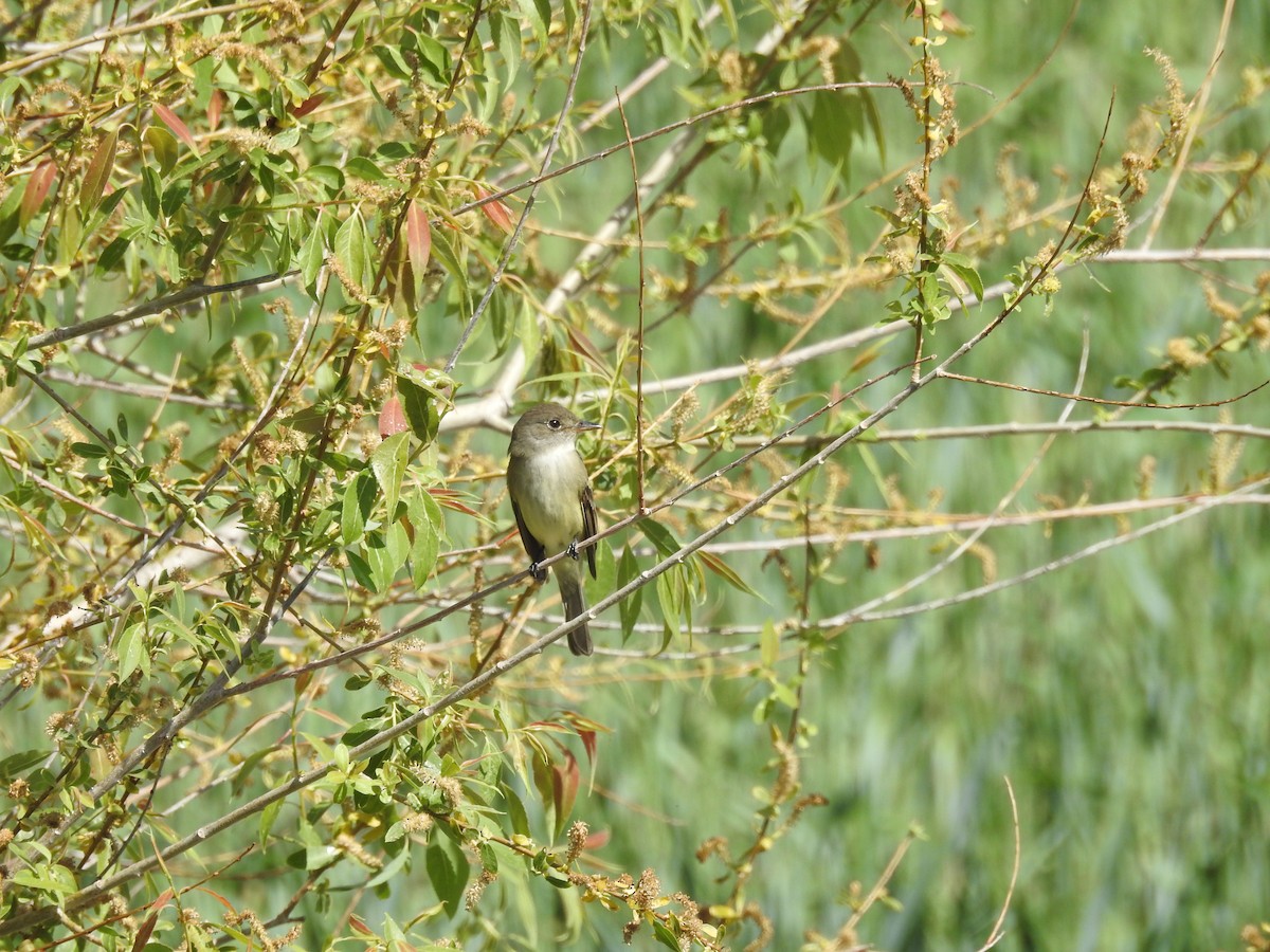 Willow Flycatcher - Steve Clark