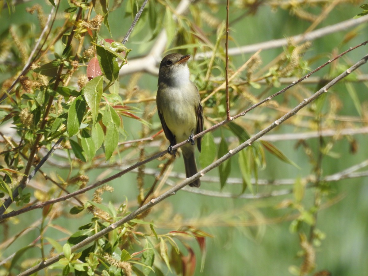 Willow Flycatcher - Steve Clark