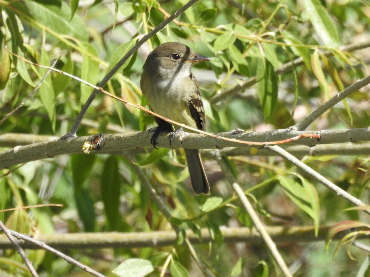 Willow Flycatcher - ML344361531