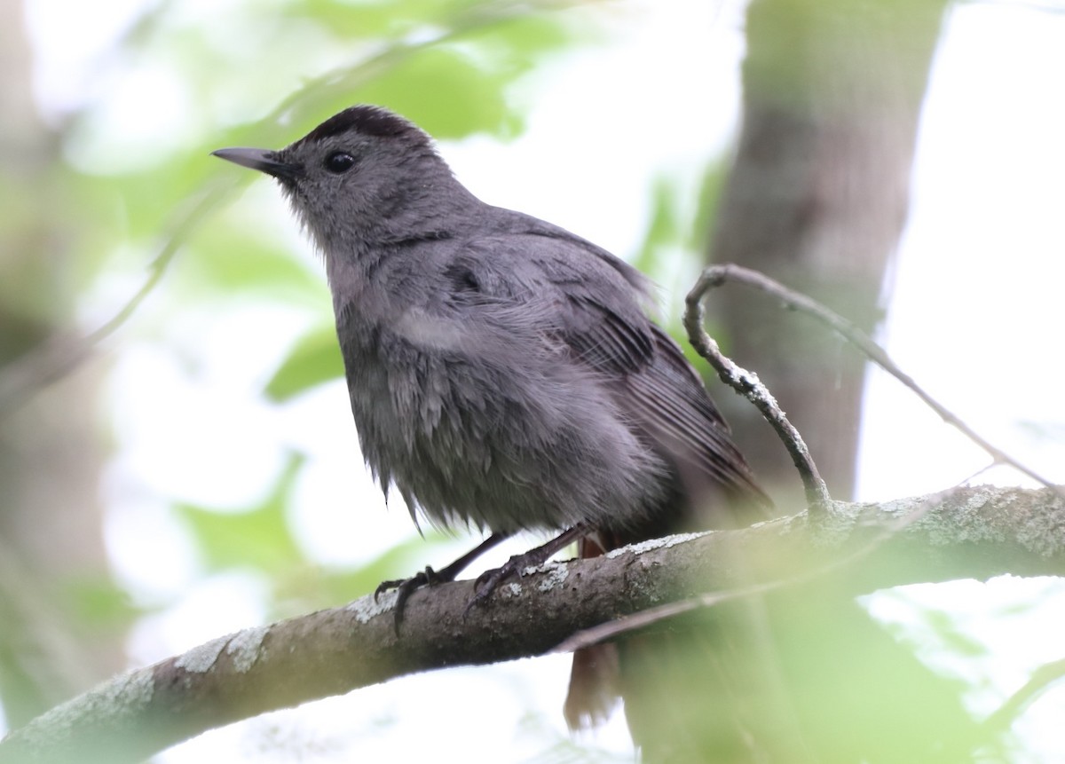 Pájaro Gato Gris - ML344362891