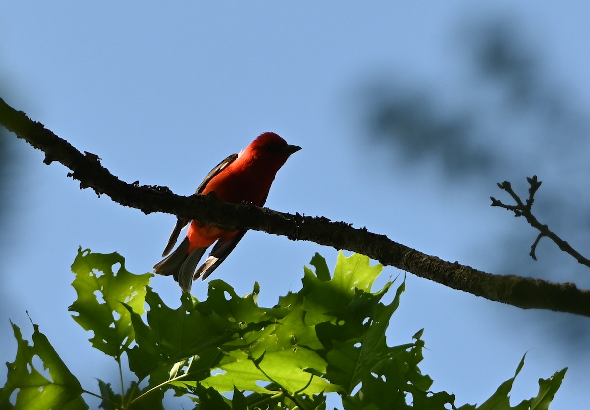 Scarlet Tanager - ML344363741