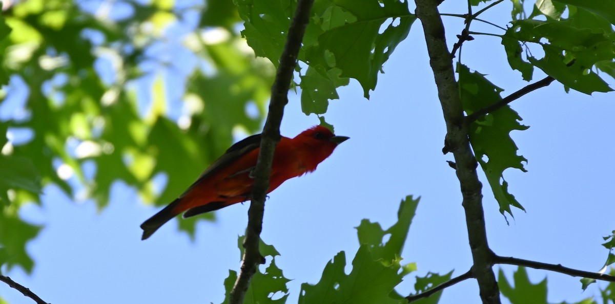 Scarlet Tanager - ML344363751