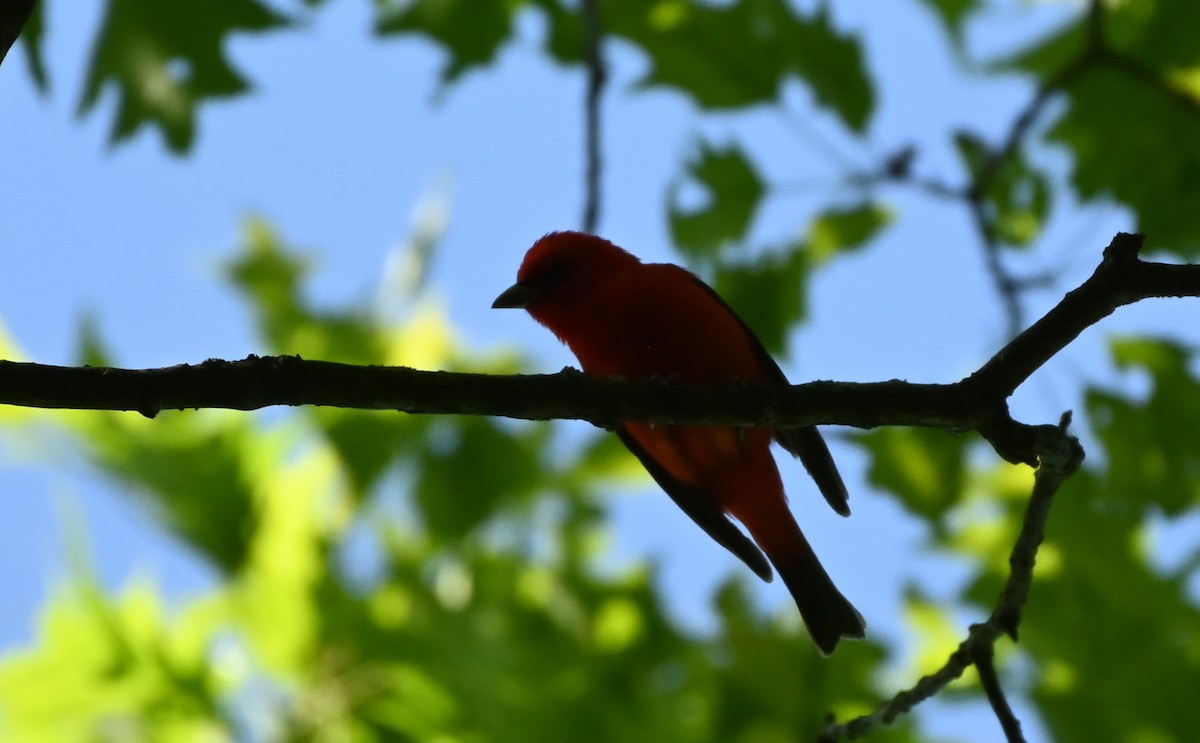 Scarlet Tanager - ML344363761