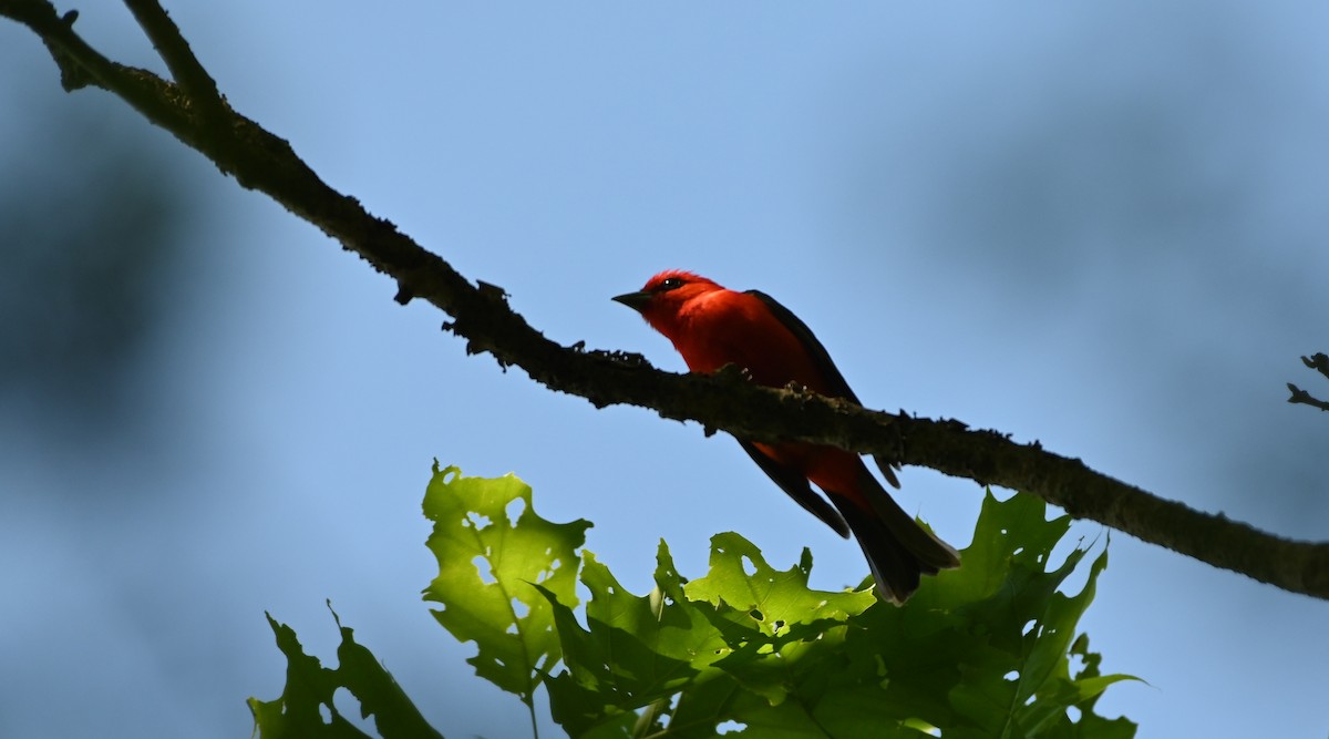 Scarlet Tanager - ML344363771