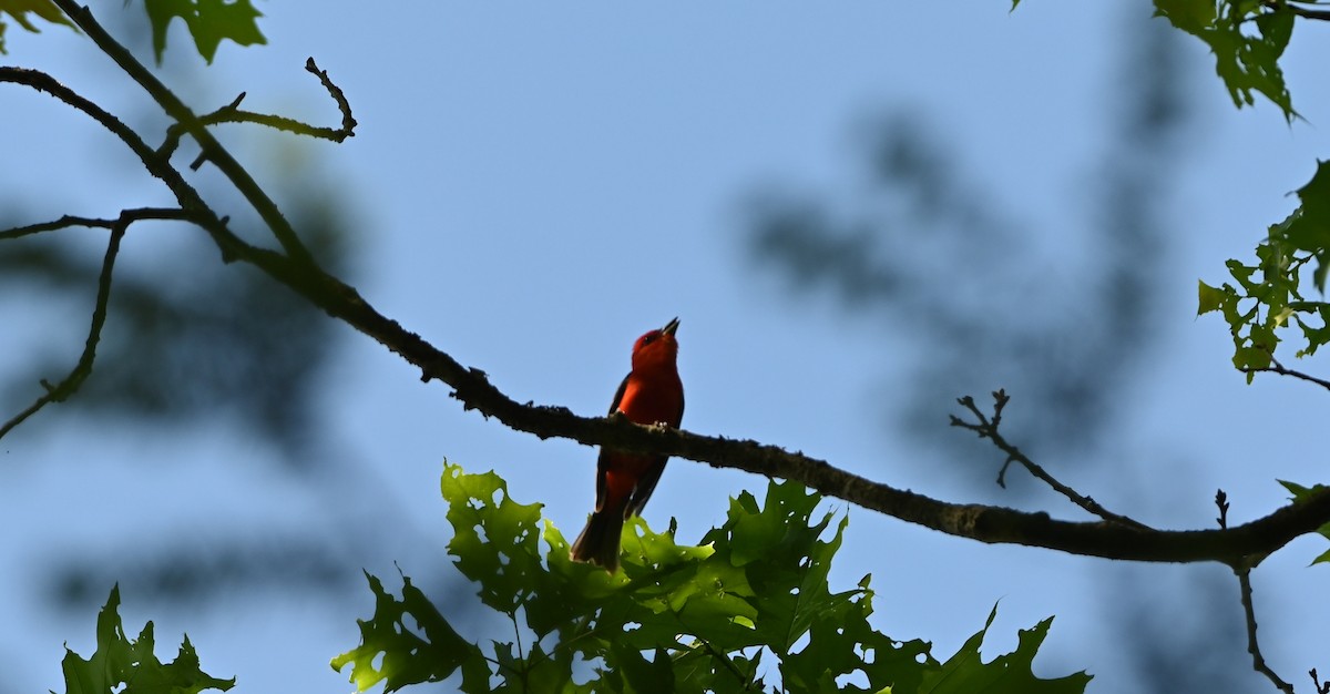 Scarlet Tanager - ML344363781