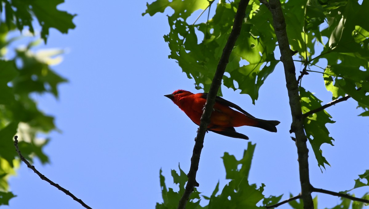 Scarlet Tanager - ML344363791
