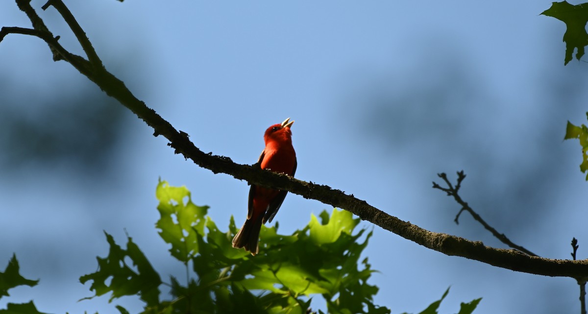 Scarlet Tanager - ML344363811