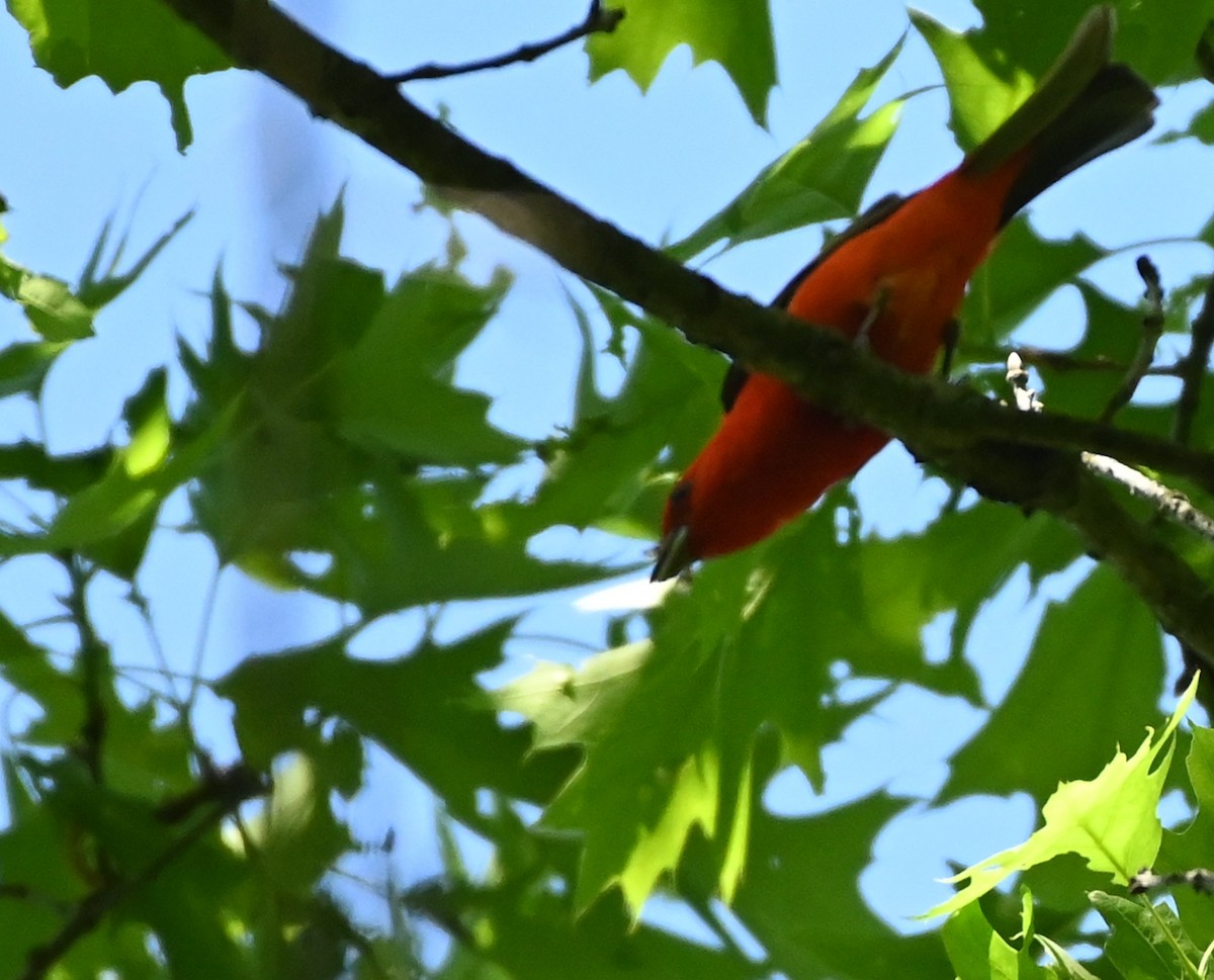 Scarlet Tanager - ML344363821