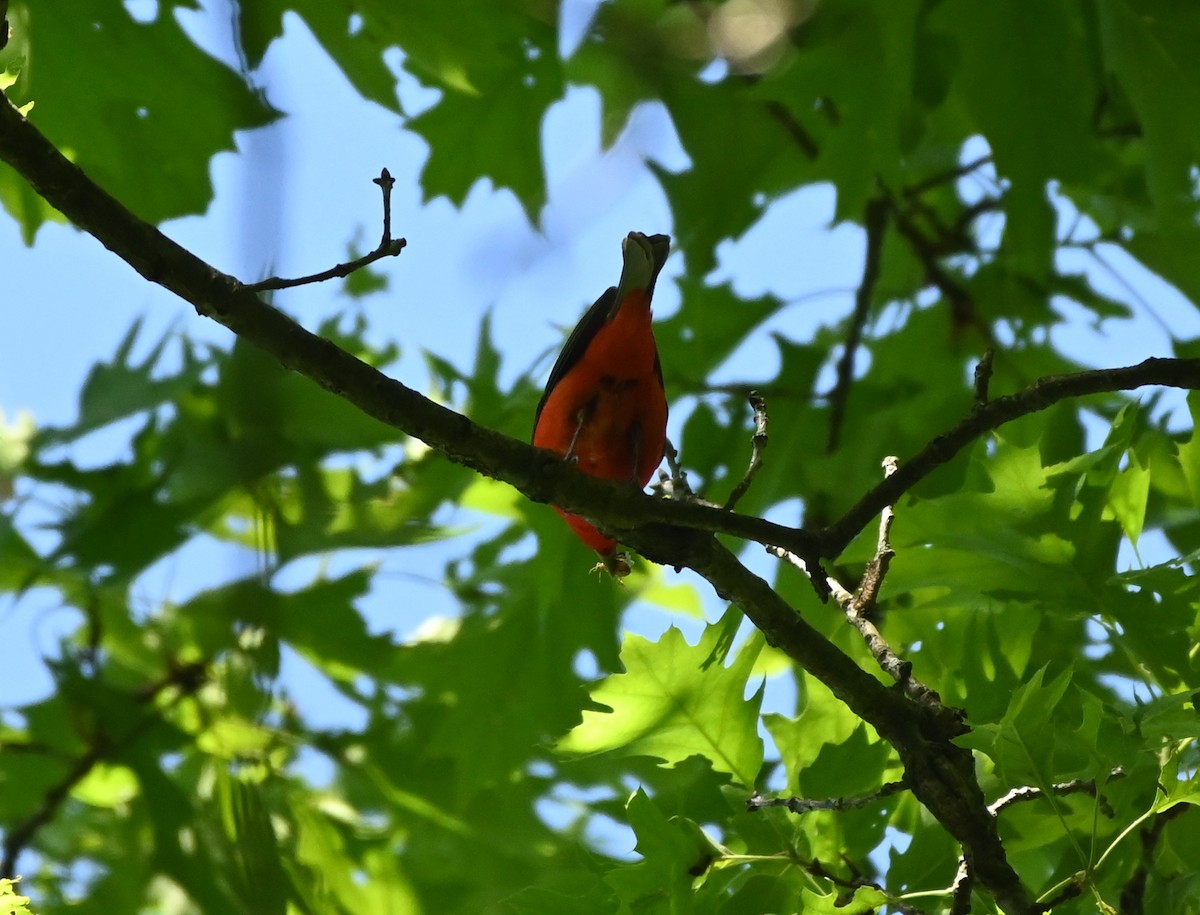 Scarlet Tanager - ML344363851