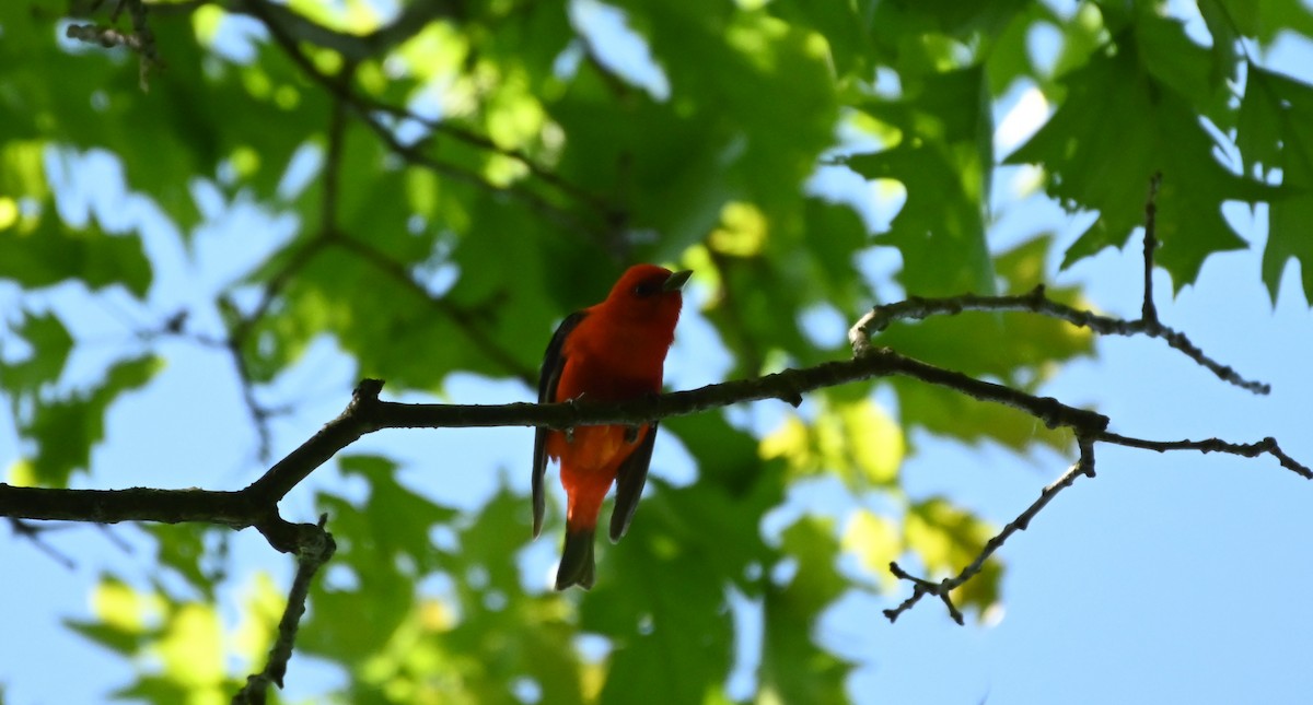 Scarlet Tanager - ML344363861