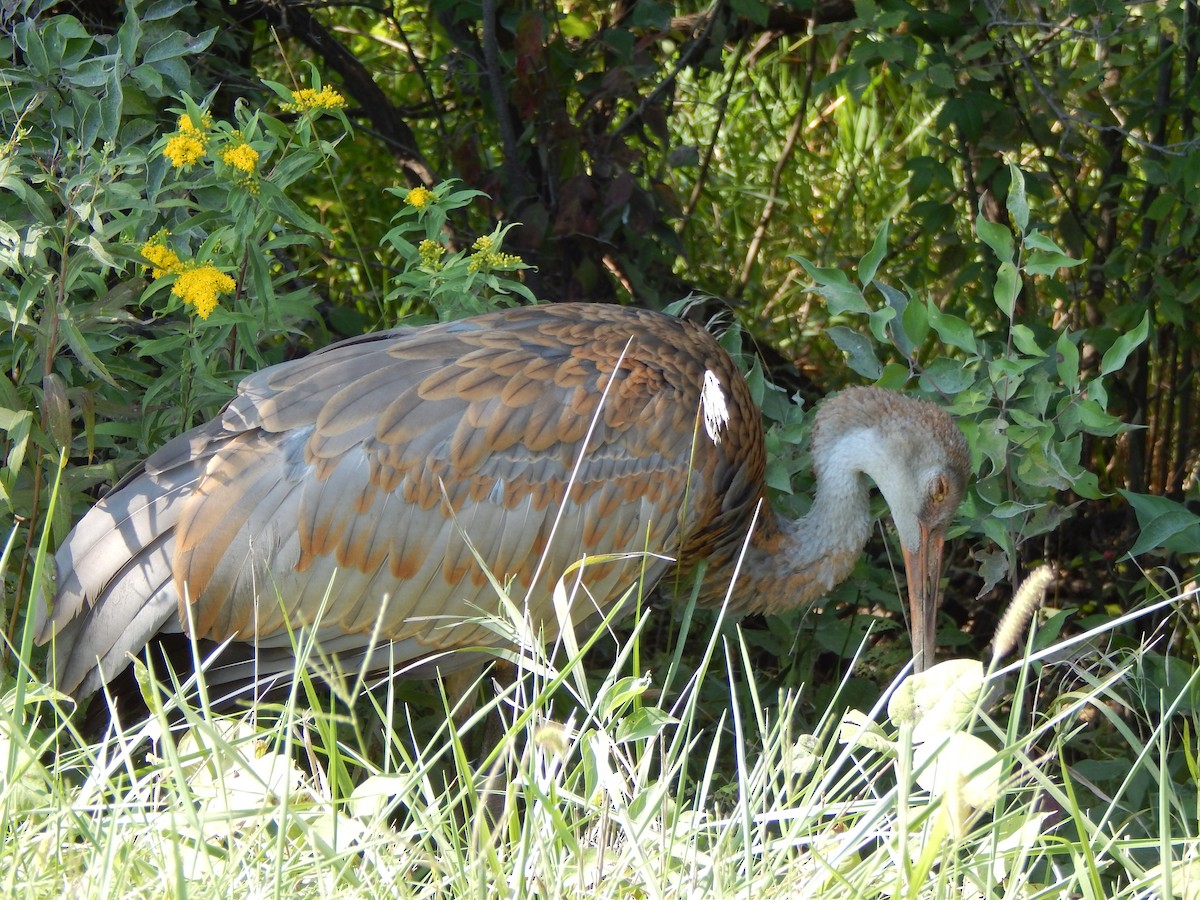 Sandhill Crane - ML34436391