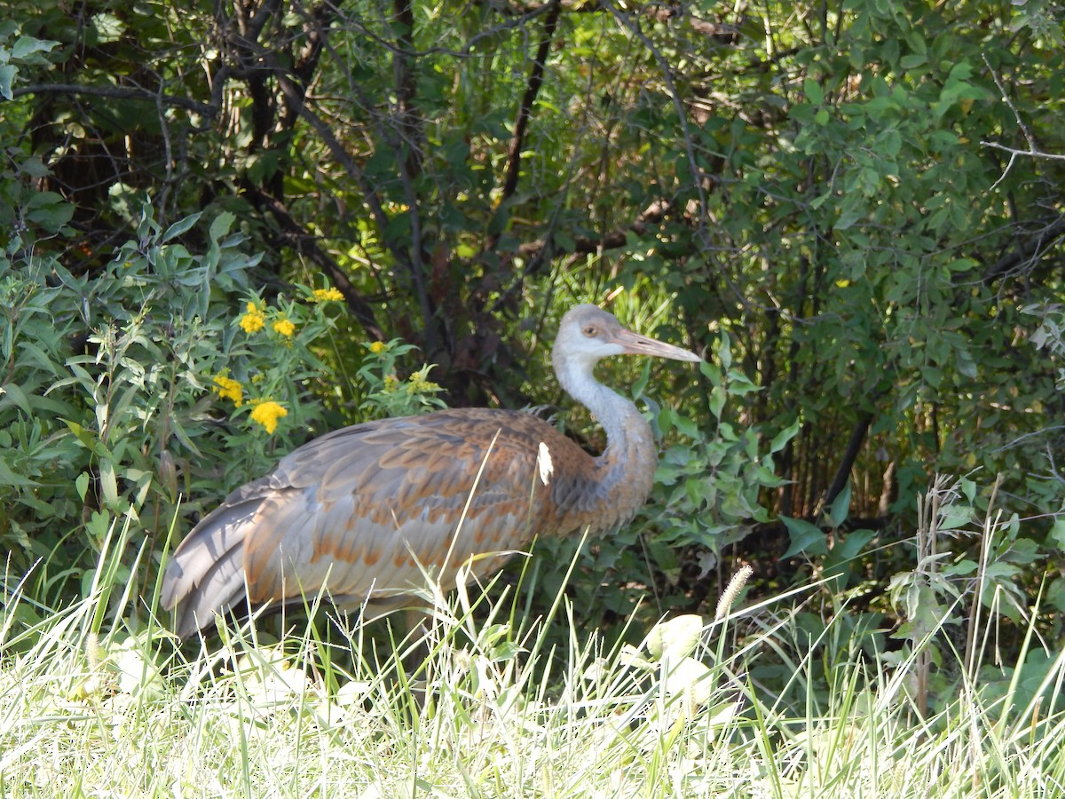 Sandhill Crane - Eric Hough