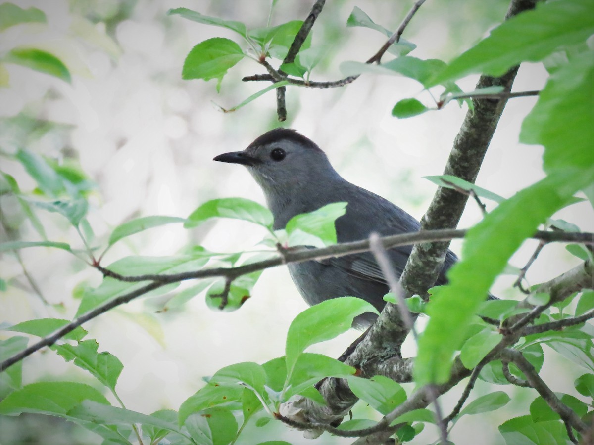 Gray Catbird - ML344364901