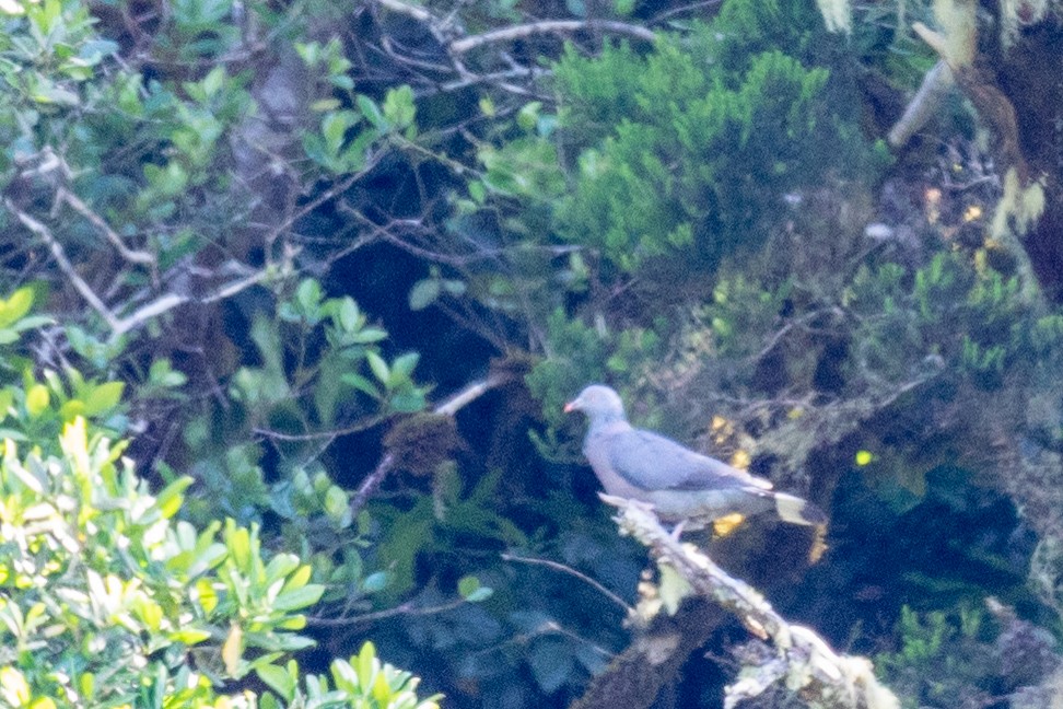 Pigeon de Bolle - ML344364931