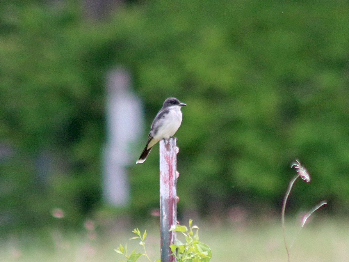 Eastern Kingbird - ML344369091