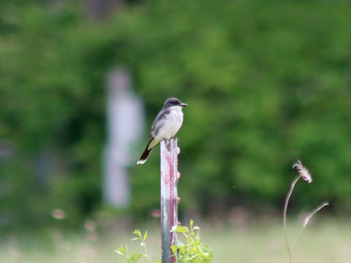 Eastern Kingbird - ML344369091